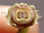  T.S. Ovary